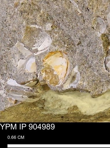 undet. Bivalvia