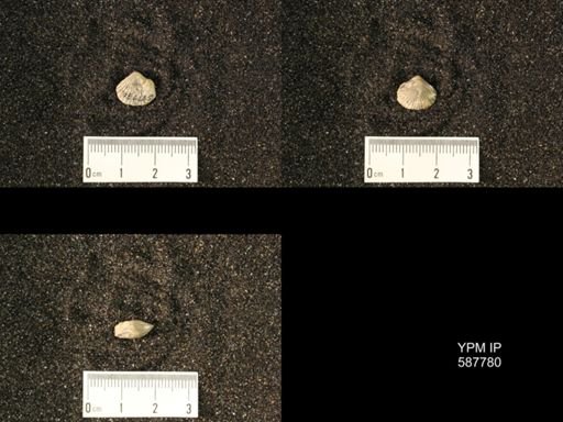 Anastrophia internascens
