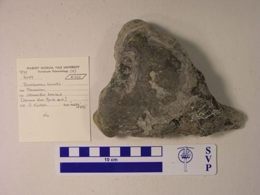 Dunkleosteus terrelli