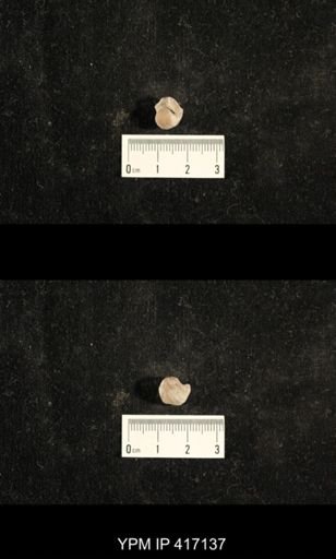 Euphemites carbonarius