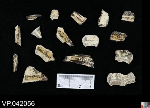 undet. Actinopterygii