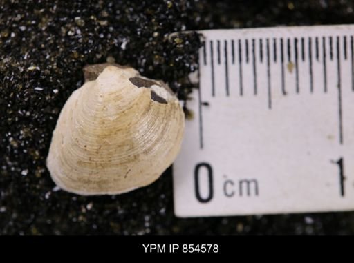 Limopsis striatopunctatus