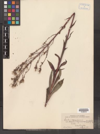 Lactuca canadensis
