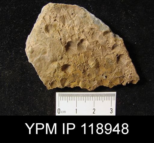 Anoplotheca hemispherica