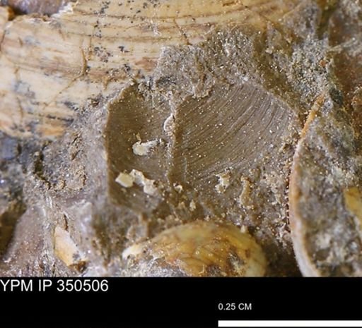 Limopsis striatopunctatus