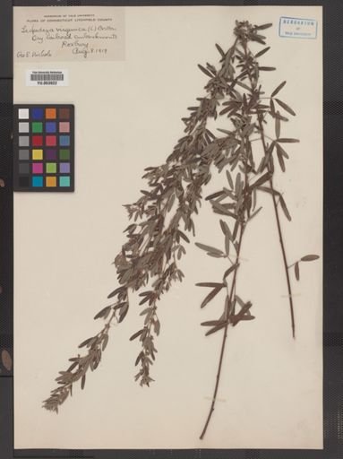 Lespedeza virginica