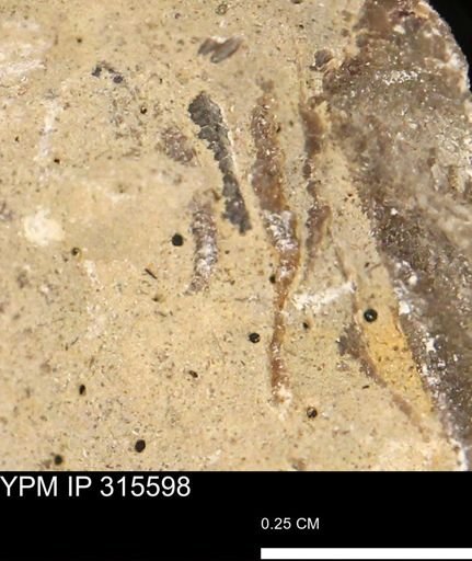 Mollusca