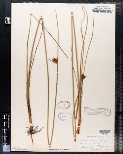 Scirpus torreyi