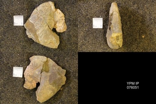 Hoploscaphites birkelundi
