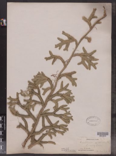Lycopodium clavatum