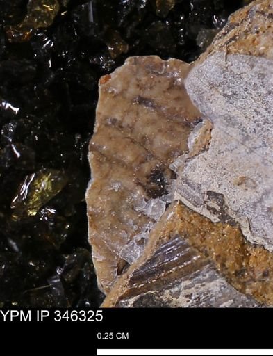 undet. Bivalvia