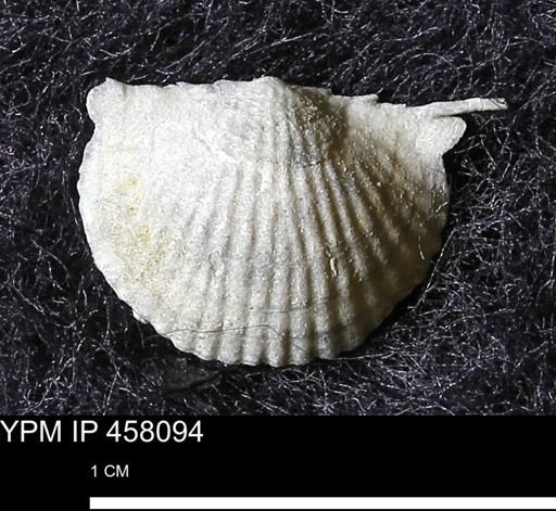 Chonetes mucronatus