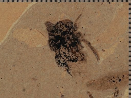 undet. Gryllidae
