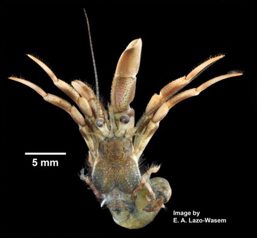 Pagurus longicarpus