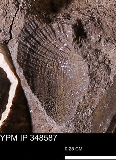 Parallelodon (Cosmetodon)?