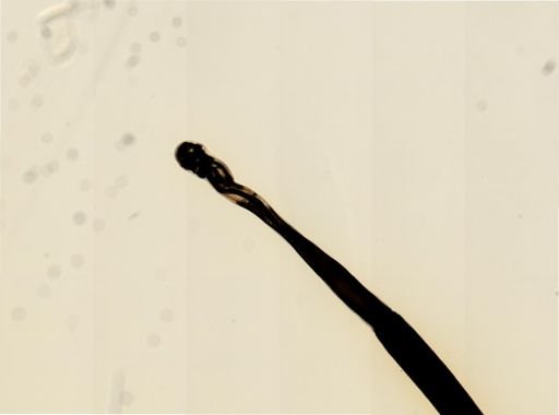 Myopsida