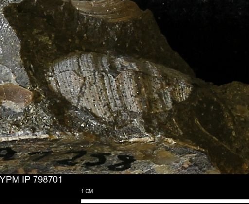 undet. Bivalvia