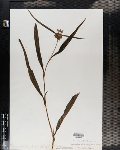 Tradescantia virginiana