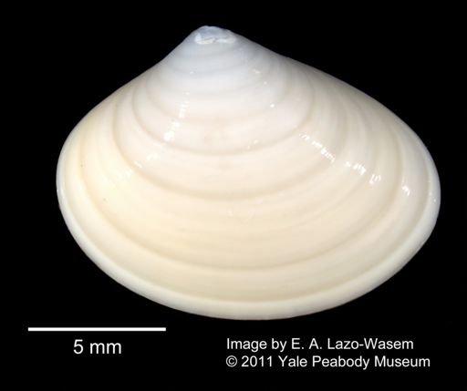 Liocyma fluctuosa