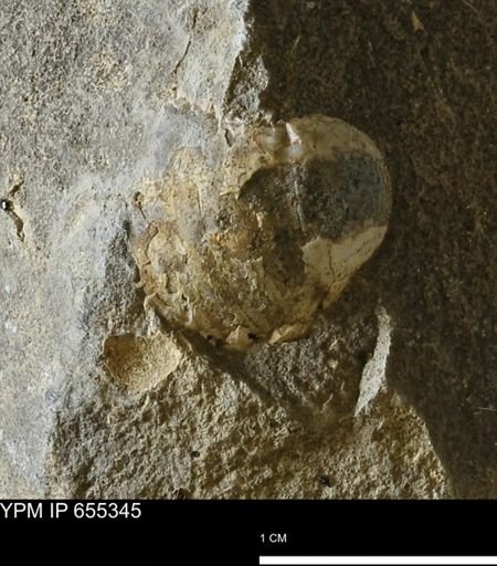 undet. Bivalvia