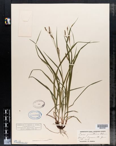 Carex