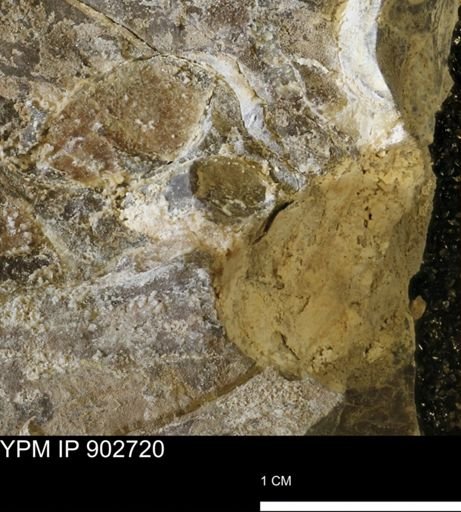 Baculites sp.