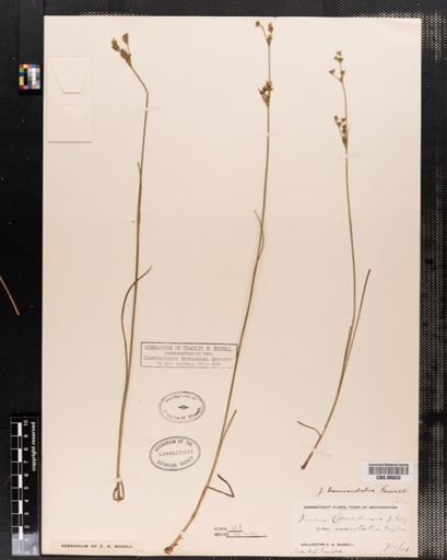 Juncus brevicaudatus