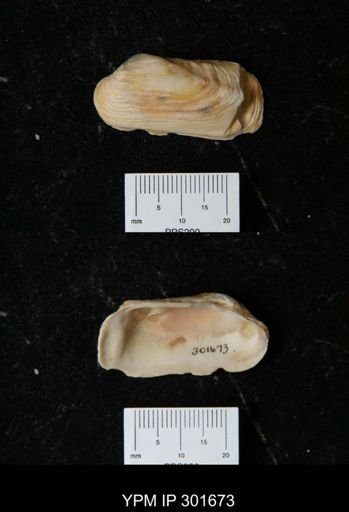 Hiatella arctica