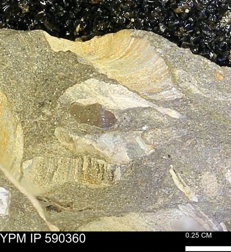 Protocardia?