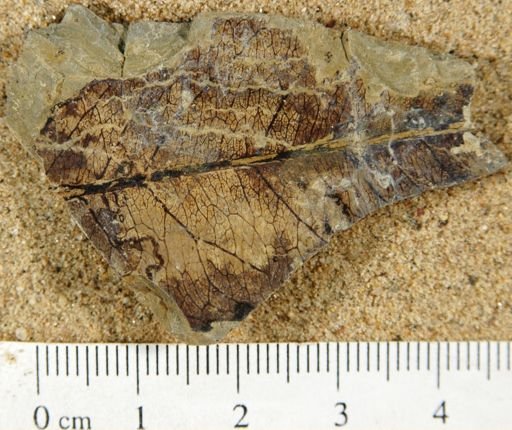 Ascarinites communis