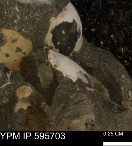Protocardia sp.