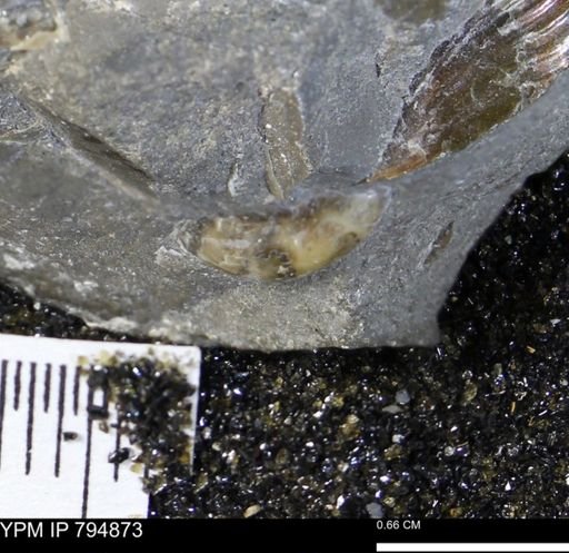 undet. Ammonoidea