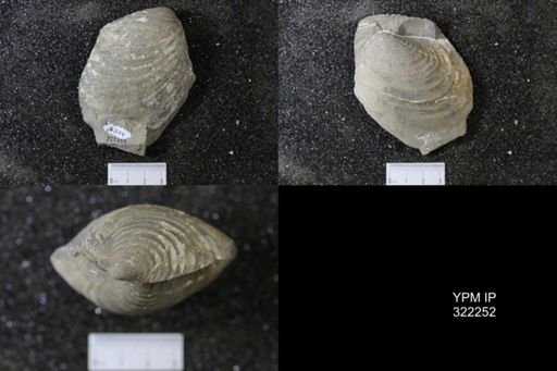 Inoceramus sp.
