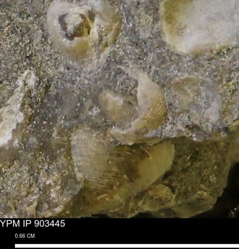 Corbulamella?