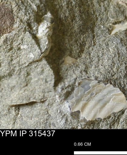 undet. Mollusca