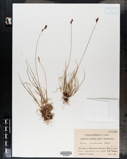 Carex lachenalii