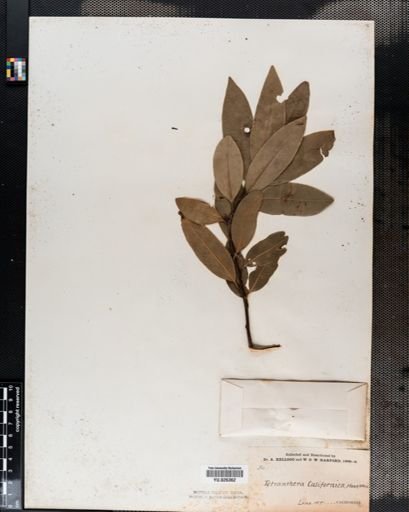 Sassafras