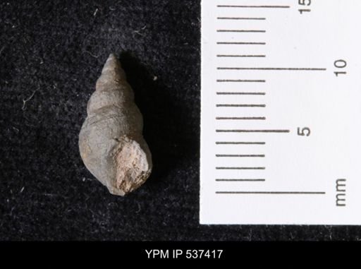 Goniobasis ortmanni