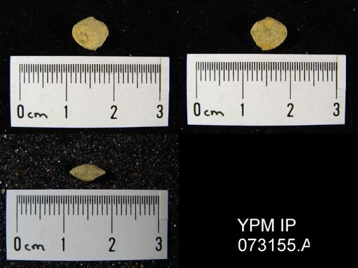 Atrypella decaturensis