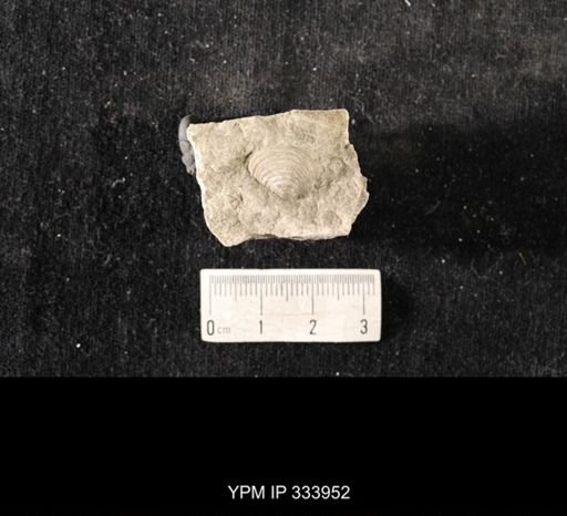 Echinoconchus biseriatus