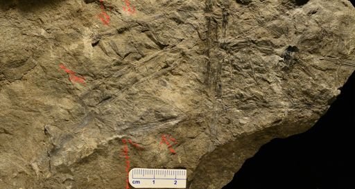 Sphenophyllum sp.