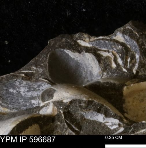 Protocardia sp.