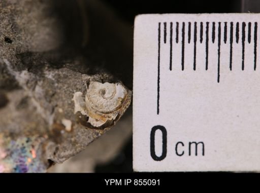 undet. Scaphitidae