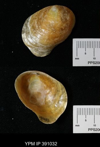 Anomia simplex