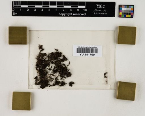 Plantae