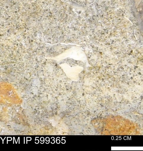 Protocardia subquadrata