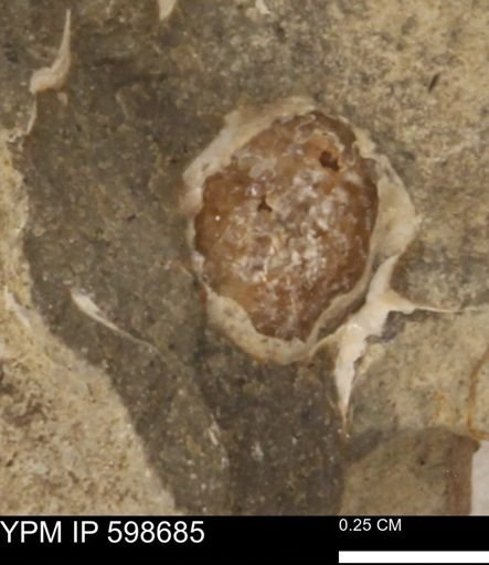 Ammonoidea