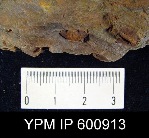 Anoplotheca