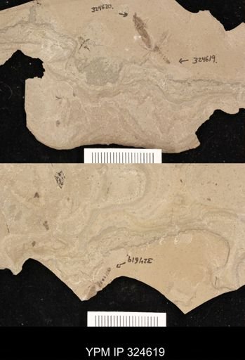 undet. Hymenoptera