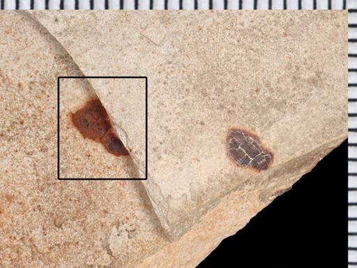 undet. Coleoptera